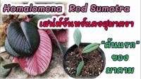 เสน่ห์จันทร์แดงสุริยาอินโด homalomena_ardua ไม้เนื้อเยื่อ