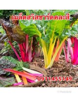 เมล็ดสวิสชาร์ดคละสี 100 เมล็ด