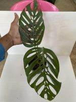 มอนสเตอร่า อคูมินาต้า Monstera acuminata กระถาง6นิ้ว