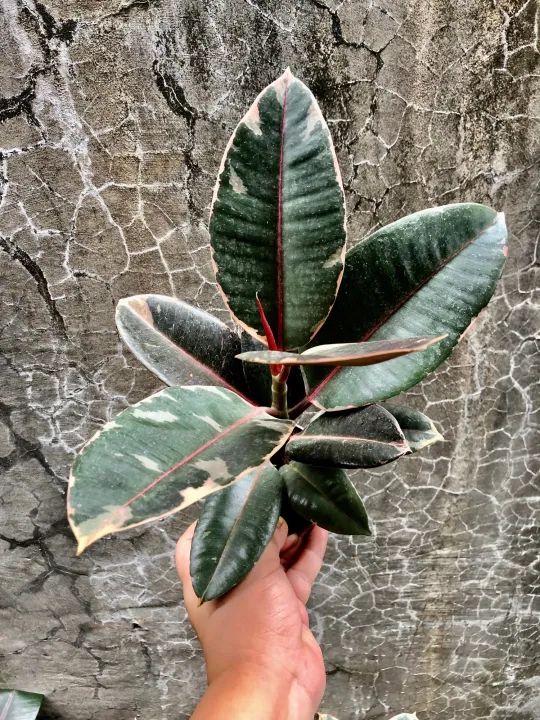 Ruby Rubber Tree Lazada PH