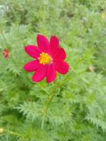 เมล็ดดาวกระจายสีชมพูเข้ม(Thai dark pink cosmos seeds)ปลูกง่ายทนต่อโรคและแมลง พันธุ์แท้สามารถเก็บเมล็ดทำพันธุ์ต่อได้ไม่มีที่สิ้นสุด