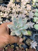 Graptopetalum paraguayense (Ghost Plant) ไม้อวบนำ้ น่ารักๆ กระถาง 2 นิ้ว