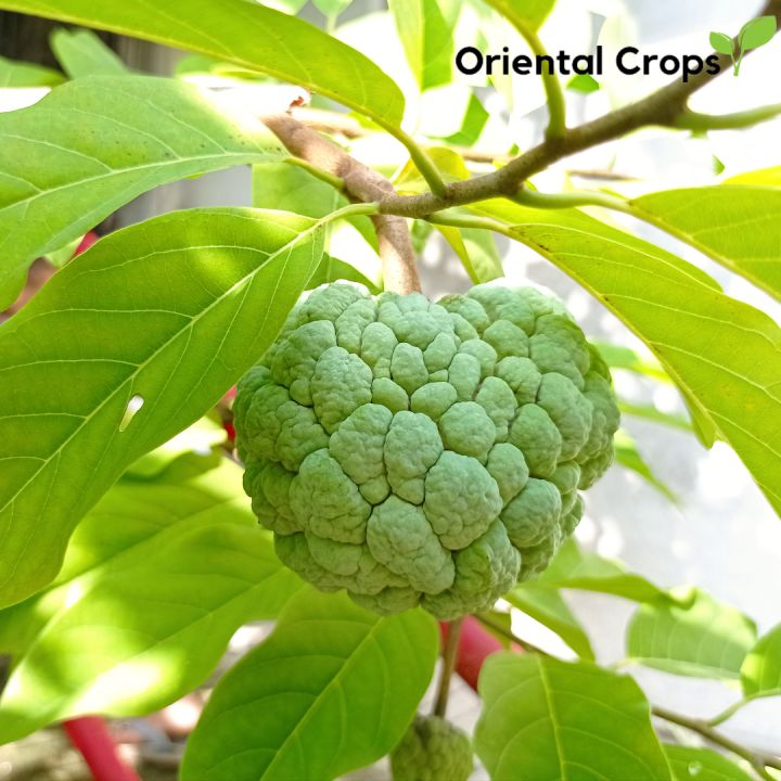 atis sugar apple fruit garden plant Lazada PH