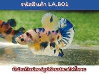 ปลากัดนีโม่สายหวานแคนดี้ เพศผู้ ขนาด 1.4-1.5 นิ้ว