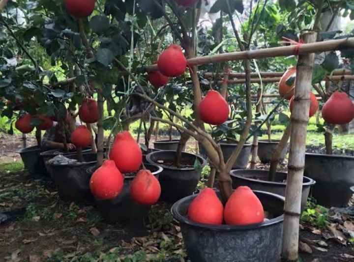 ต้นส้มโอแดงเวียดนาม-เสียบยอด-โปรขายส่งจากฟาร์ม