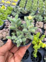 ต้นก้ามกุ้ง Delosperma Echinatum Pickle Plant ไม้อวบน้ำ น่ารักๆ กระถาง 2 นิ้ว