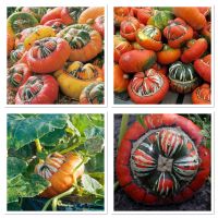 เมล็ดพันธุ์ ฟักทอง เติร์กเทอร์บาน (Turks Turban Squash Seed) บรรจุ 5 เมล็ด ทรงแปลกสะดุดตา ทานได้หวานมัน