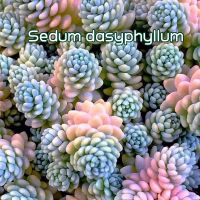 [ถูกที่สุด]ไม้อวบน้ำ Desum dassyphylum Major กระบองเพชร แคคตัส cactus and succulent plant ต้นไม้ ไม้อวบน้ำ tree