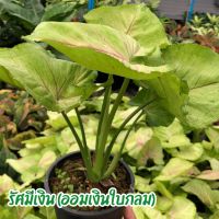 ต้นออมเงินใบกลมหรือรัศมีเงิน( Syngonium Podophyllum )ต้นไม้มงคลฟอกอากาศ ตกแต่งสวนหรือตั้งโต๊ะทำงานได้ แก้ภูมิแพ้ ส่งพร้อมกระถาง 6 นิ้ว