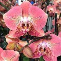 ฟาแลนนอป(Phalaenopsis Orchid) ??ยอดนิยม??จัดส่งทั้งกระถางสีดอกตามภาพ