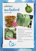 เมล็ดพันธุ์มะเขือยักษ์1 ชุด 500 เมล็ด