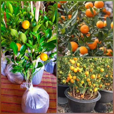 ส้มจี๊ดแคระ #กิ่งชำ ต้นส้มมงคล เป็นพุ่มขนาดเล็กผลค่อนข้างกลมขนาดเล็ก เนื้อส้มรสหวาน แต่อมเปรี้ยว ส้มจี๊ดนอกจากจะสามารถปลุกได้ง่ายแล้วยังมีประโยชน์ด้วย