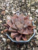 Haworthia Hybird Thailand กระถาง 3 นิ้ว จัดส่งทั้งกระถาง รหัส 25A-48A