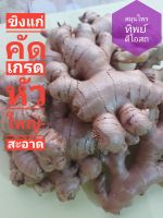 ขิงแก่คัดเกรดใหญ่-สะอาด 1กก19 บาท