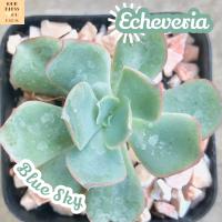 [กุหลาบหินบลูสกาย] Echeveria Blue Sky ส่งพร้อมกระถาง แคคตัส Cactus Succulent Haworthia Euphorbia ไม้หายาก พืชอวบน้ำ ไม้หนาม ไม้ทะเลทราย กระบองเพชร ไม้อวบน้ำ