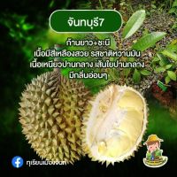 ทุเรียนสายพันธุ์ จันทบุรี 7 ก้านยาวผสมชะนีความสูง ประมาณ 40-50ซม