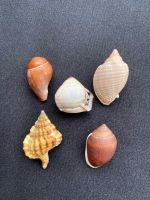 Rare sea snail shell collectibles ของสะสมเปลือกหอยทากทะเลหายาก