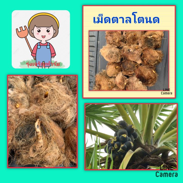 เม็ดตาลโตนดแบบมีรากงอก-เม็ดตาลโตนดต้นไม้พื้นบ้าน-เม็ดตาลโตนดพร้อมปลูก-ชุดล่ะ-2-เม็ด