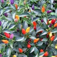 เมล็ดพันธุ์ พริกประดับ คละสี (Ornamental Pepper Mix Seed) บรรจุ  20 เมล็ด