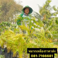 Yellow Palm หมากเหลือง ราคาส่ง (ส่งทั้งถุงดำมีหลายต้นตามรูป)  ขนาด 40-60 cm มีหลายขนาด