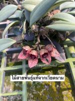 Bulbophyllum frostii กล้วยไม้สิงโตสายพันธุ์แท้จากเวียดนาม