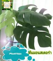 ต้นมอนสเตอร่า ใจแอ้นท์ #Monstera #ต้นไม้ฟอกอากาศ Philodendron Deliciosa