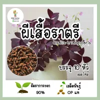 ((ถูกสุด)) หัว/หน่อ ผีเสื้อราตรี Oxalis triangularis บรรจุ 10 หัว อัตราการงอกสูง