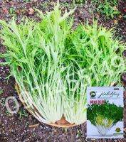 เมล็ดสลัดเอนไดว์ ไฟร์ซี(Endive Frisee) 200เมล็ด(ฟรีคู่มือ)ญี่ปุ่น