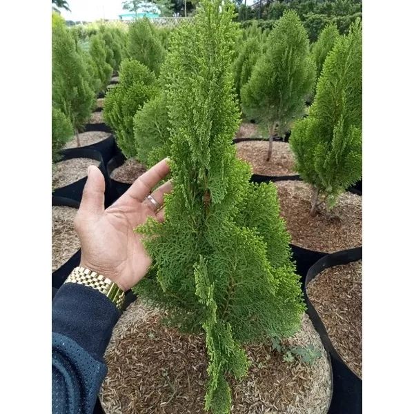 cypress pine tree available in small size and medium size LUZON only