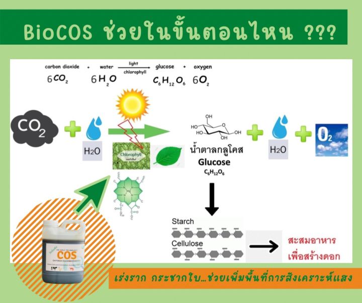 ไบโอคอส-ไคโตซานโอลิโกแซคคาไรด์-cos-gt-gt-gt-สารชีวภาพ-เร่งราก-กระชากใบ-ป้องกันโรค