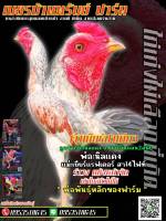 ไข่ไก่ชนพม่าสายเลือดเงินล้านจากราคาฟองละ140บาทพิเศษซื้อ5ฟอง600บาท