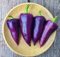 เมล็ดพันธุ์พริกหวาน ไวโอเล็ต สปาร์คเคิล Violet Sparkle Pepper Seed บรรจุ 25 เมล็ด คุณภาพดี ของแท้ ราคาถูก นำเข้าจากต่างประเทศ