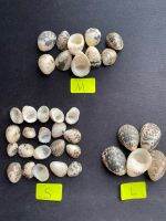 เปลือกหอยเล็กสำหรับงานเทียนเจลแต่งสวนถาดขนาด 10baht Small seashells for garden decoration5pcs,10pcs,20pcs