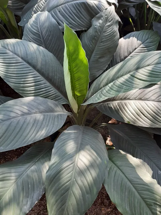 Sensation Plant (Indoor Plant) Lazada PH