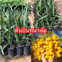 ต้นอินทผลัม