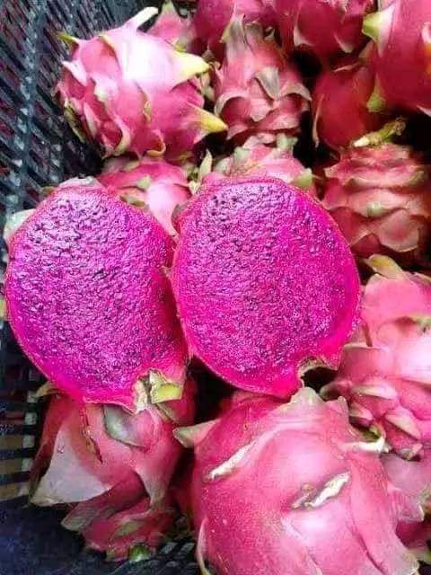 Benih Biji Buah Naga 100 Seeds Lazada Indonesia