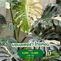 มอนสเตอร่า ไทยคอน (Monstera Thai Constellation) กระถาง 8 นิ้ว