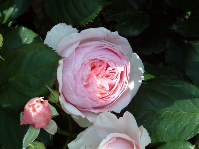 กุหลาบคอนสแตนซ์เป็นดอกกุหลาบทรงถ้วยสวยงาม