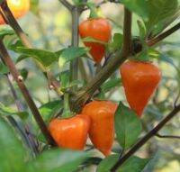 เมล็ดพันธุ์ พริกโคมไฟสีส้ม Orange Lantern Chilli Pepper บรรจุ 20 เมล็ด ของแท้ คุณภาพดี ราคาถูก นำเข้าจากต่างประเทศ