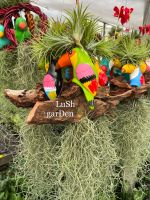 LuSh GarDen โมบายสัปปะรดเคราฤาษีขอนไม้ ???? &amp;lt;&amp;lt; ชุด 5 ต้น &amp;gt;&amp;gt; พร้อมขอนไม้สวยๆ