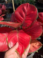 ราชาแห่งไม้ประดับ มณีเรียกทรัพย์ อโกลนีมา(Aglaonema)หรือ แก้วกาญจนา กระถาง 4 นิ้ว ได้ชื่อว่าเป็นราชาแห่งไม้ประดับ ที่มีทรงพุ่มสวยงาม ไม้ประดับ ไม้มงคล ช่วยเรียกทรัพย์ เรียกเงินทอง โชคลาภ ใบสวยเด่น