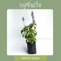 ?2ต้น 75บ? ต้นบลูซัลเวีย (Blue Salvia) ต้นซัลเวียแดง(Red Salvia) ถุง5นิ้ว จัดสวน ไม้กลางแจ้ง แพ็คอย่างดี ติดดอกทุกต้น รับประกันเสียหาย