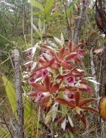 เอื้องพร้าว กล้วยไม้ดิน Phaius tankervilleae