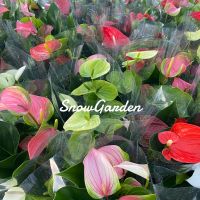 หน้าวัว ☘️   Anthurium ต้นดอกหน้าวัว มีหลายสี กระถาง5นิ้ว (ส่งติดดอก)