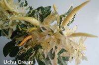 เมล็ดพันธุ์พริกด่าง อาจิ อูชู ครีม (Variegated Aji Uchu Cream Hot Pepper Seed) บรรจุ 25 เมล็ด ของแท้ คุณภาพดี ราคาถูก นำเข้าจากต่างประเทศ