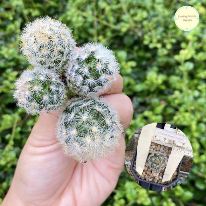 คามิเน่-ไม้เมล็ด-เซ็ต-4-ต้น-แมมคามิเน่-mammillaria-carmenae-แคคตัส-กระบองเพชร-แมมมิลลาเรีย-เพาะเมล็ด-ไม้เมล็ด-ต้นไม้