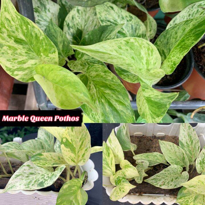 Marble Queen Pothos Live Plant Lazada Ph 4185