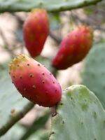 กระบองเพชร ทานผลทานใบ Opuntia ficus-indica โอพันเทีย ฟิคัส อินดิก้า(ผลสีแดง) สายพันธุ์ นำเข้าจาก ประเทศ แอฟริกาใต้ รสชาติ หวาน จัดส่งแบบแพดตัดสด เป็นแพดสมบูรณ์ พร้อม ปลูก