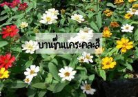 เมล็ดบานชื่นหนูคละสีโปรโมชั่น10แถมฟรี1