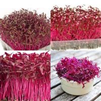 เมล็ดพันธุ์ ไมโครกรีน Red Amarath Microgreen บรรจุ 13000 เมล็ด